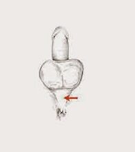 músculos de potencia e a súa tensión para aumentar a potencia